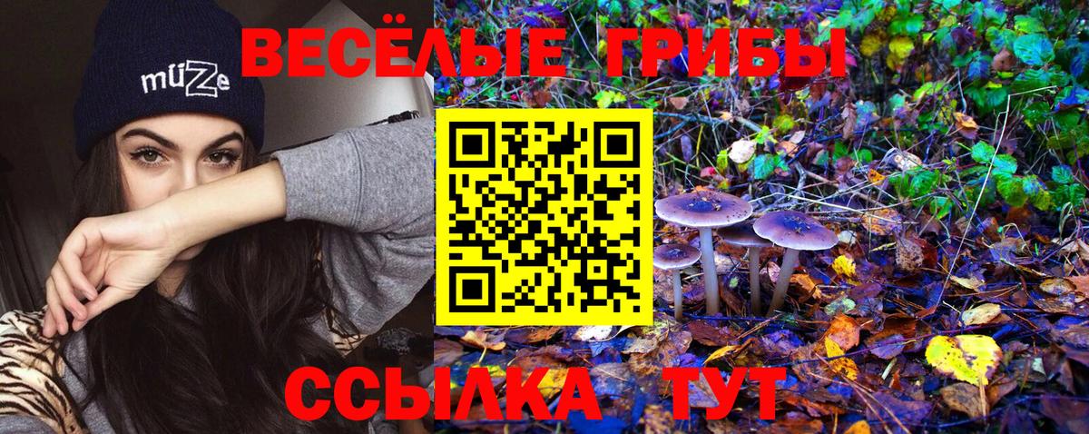 Галлюциногенные грибы Psilocybe Торжок